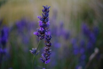 lavender flowers in the field