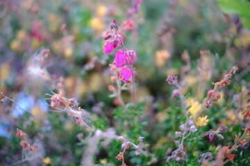 flowers in the field