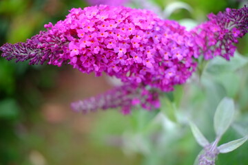 close up of lilac flowers