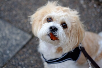 White dog with brown leaf