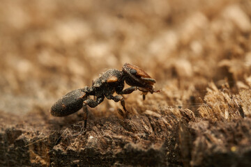 A strange ant on a wood Cephalotes jheringi
