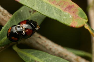 Two red and black ladybugs copulating