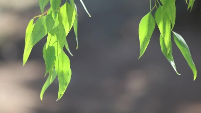 backlit branch of eucalyptus leaves