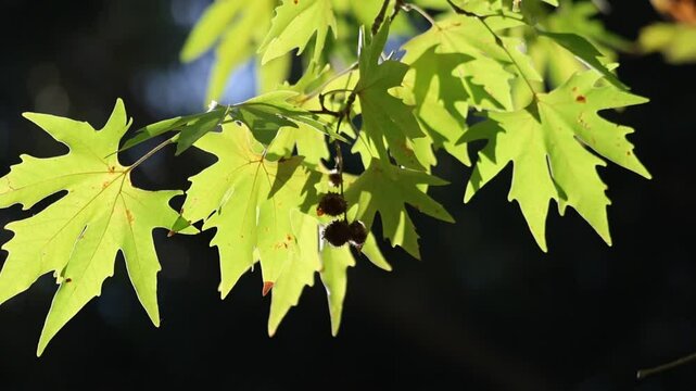 backlit plane tree leaves in autumn