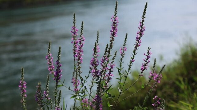 Lythrum salicaria (purple loosestrife) flower
