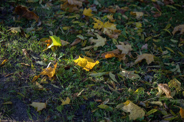  Autumn background of fallen leaves on green grass. High quality photo