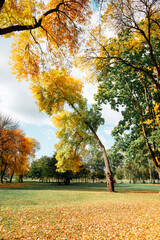 Golden autumn, landscape in the autumn park, Brest Fortress
