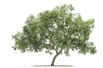 A Beautifully Captivating Lush Pecan Tree Isolated on a White Background Perfect for Nature-Themed Projects and Designs
