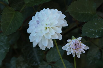 white dahlia close up on the dark background