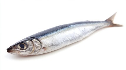 Anchovy Fresh Raw Fish, Seafood and Diet Concept on White Background