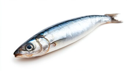 Fototapeta premium Anchovy - Fresh Raw European Fish Seafood on White Background