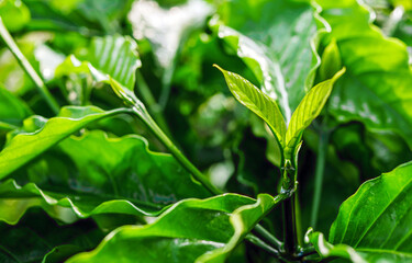 Coffee tree and coffee leaf background