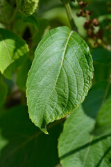 African basil leaves