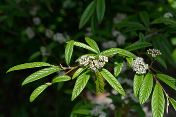 Obraz premium Willow-leaved cotoneaster branch with flowers