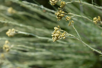 Italian everlasting flowers flower buds