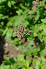 Common marjoram flower buds