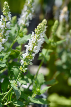 Balcan clary Salute White flowers