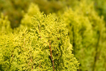 Dwarf golden oriental thuja branches
