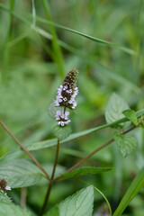 Peppermint flower
