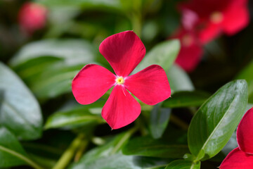 Madagascar rosy periwinkle flower