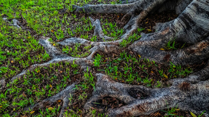 Large tree roots spreading across the ground, intertwined with grass in a natural outdoor setting