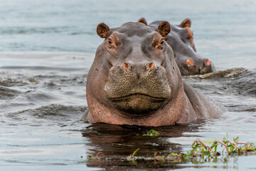 Hippopotamus in the Okavanga Delta in Botswana. An aggressive hippo bull shows dominant behaviour
