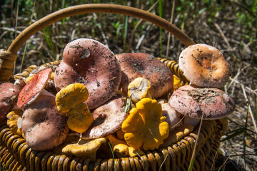 In the forest there is a wicker basket with pink russula and chanterelle mushrooms.