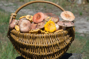 In the forest there is a wicker basket with pink russula and chanterelle mushrooms.