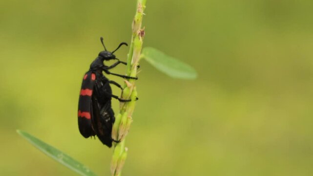 bright black and red Poisonous Blister Beetle, Mylabris pustulata (the blister beetles) it is a beetle of the family Meloidae, so called for their defensive secretion of a blistering agent cantharidin