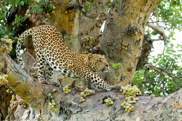 Leopard (Panthera pardus) male resting and looking around in a tree with a lot of figs in the...
