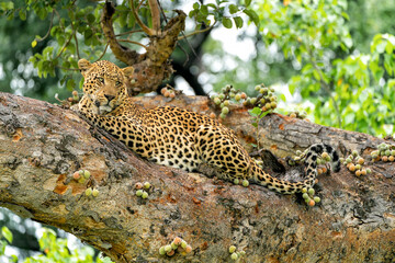 Leopard (Panthera pardus) male resting and looking around in a tree with a lot of figs in the...