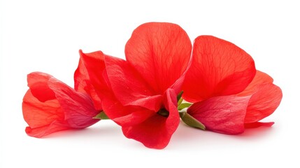 Sweet Pea Blossom. Red Flower Petals in Bloom Isolated on White Background