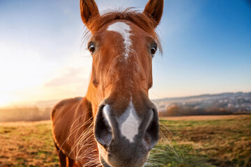 portrait of a horse