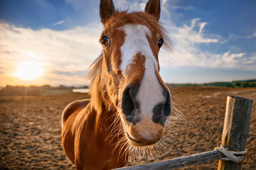 Fototapeta premium portrait of a horse