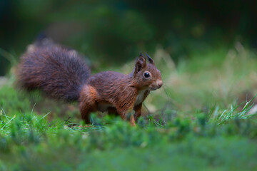 Eurasian red squirrel (Sciurus vulgaris) searching for food in the autumn in the forest in the South of the Netherlands. 