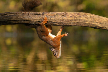 Eurasian red squirrel (Sciurus vulgaris) is hanging upside down to collect food in the forest of the Netherlands. 