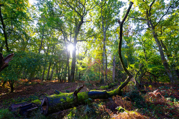 A Fallen tree laying on the ground in the Apremont gorges. Fontainebleau forest