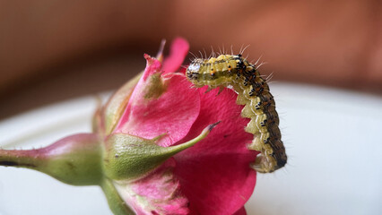 A hairy green caterpillar crawls on a rose flower, macro, animal world, insects, close-up