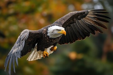 Obraz premium Majestic bald eagle with outstretched wings is flying