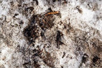 Spring ground covered with thawing snow. Melting ice on dry grass close up.