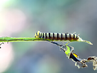 Close up of yellow caterpillar on a leaf