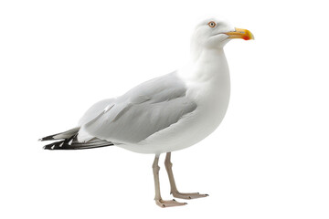 Naklejka premium Natural White Seagull Isolated on a White Background Ideal for Nature Conservation Themes and Bird Watching Promotion