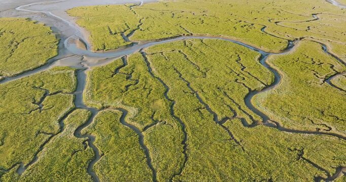 Aerial view of salt marshes and creeks with serpentine patterns in wetlands, Tholen, Netherlands.