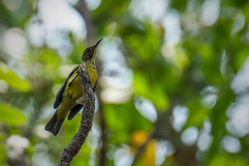 Brown-throated sunbird perching on the branch