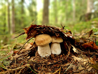 Penny bun Weighty, fat and delicious with a cap like a crusty, well-baked bun. Penny buns, or ceps,...