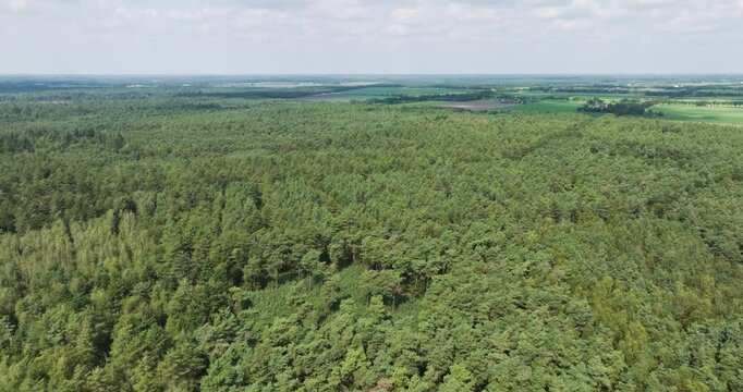 Aerial view of vast conifer forest in serene landscape, Someren, Netherlands.