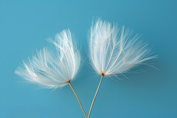 Two white dandelions against a blue background