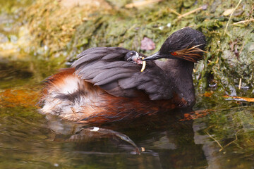 Black Necked Grebe Feeding Its Young On Its Back