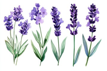 Naklejka premium Watercolor Lavender Flower Illustration Set, floral, botanical