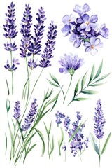 Watercolor Lavender Flowers and Leaves, Watercolor, Purple Flowers, Green Leaves, Floral, Botanical, Nature